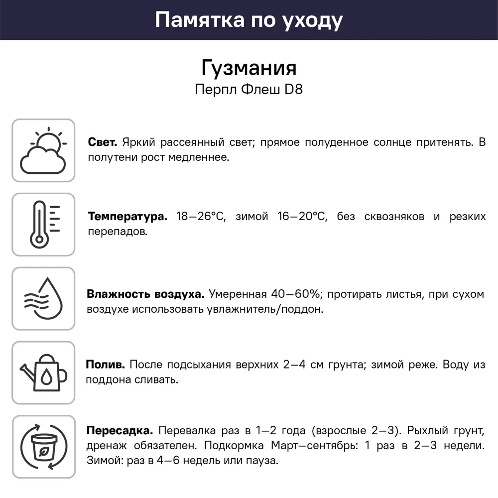 Гузмания Перпл Флеш ø8 h10 см 89447855 STLM-2008420 Santreyd  - Вид №4