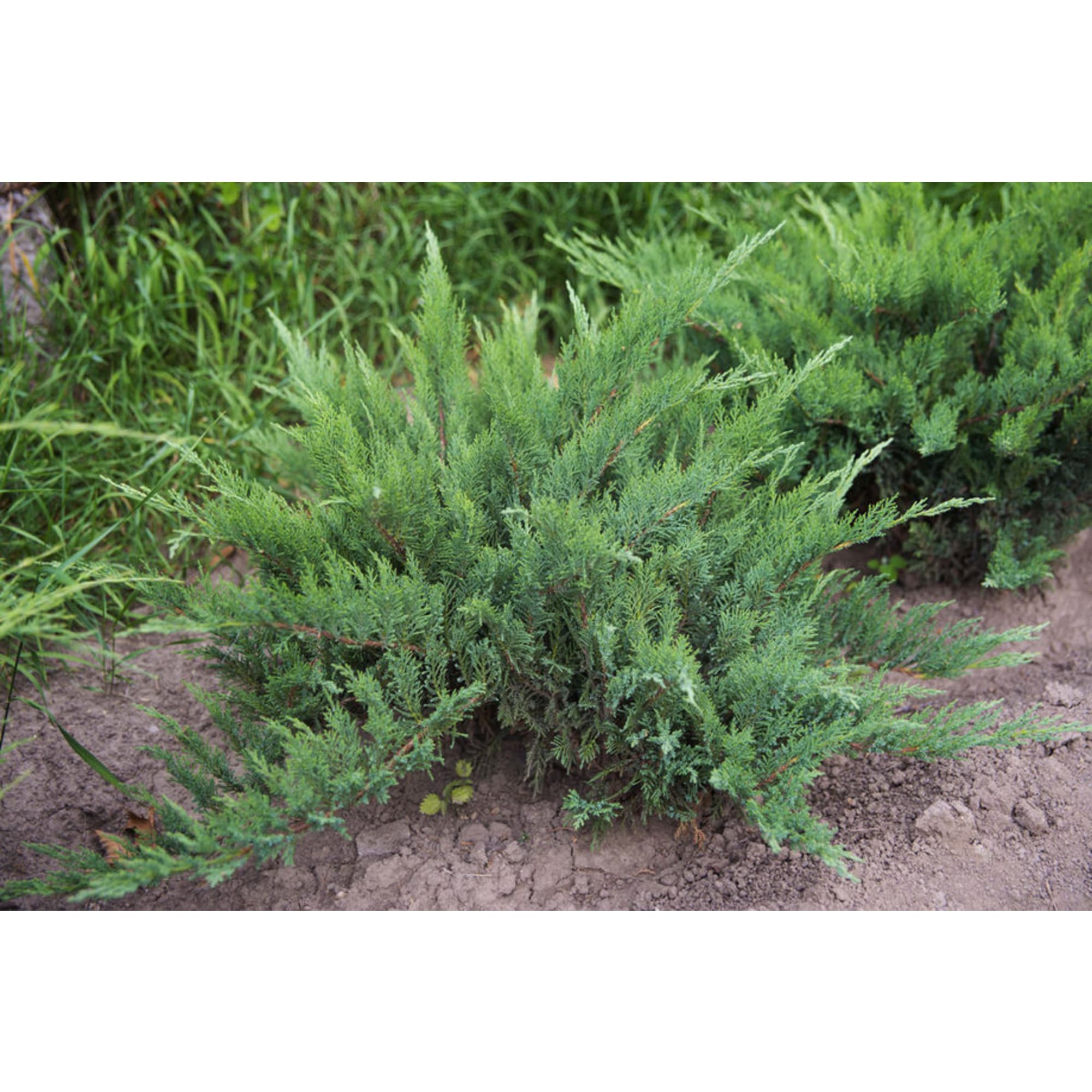 84872962 Можжевельник казацкий Рокери Гем h10 см Santreyd 