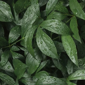 Стеновая панель Botanical Gar 240x0.4x60 см АКП цвет зеленый 89199615 STLM-2065918