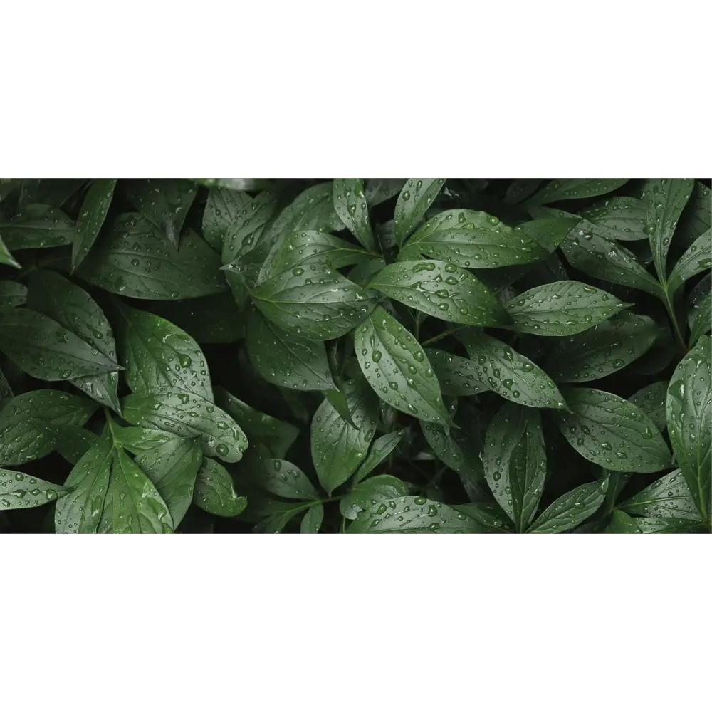 Стеновая панель Botanical Gar 120x0.4x60 см алюминий цвет зеленый 89199645 STLM-2040930 ALUMOART  - Вид №2