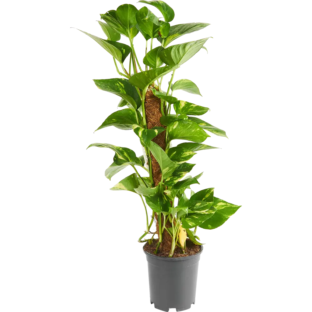 Santreyd Эпипремнум Моссток — комнатная лиана с золотистыми листьями 85324853 STLM-0061466 - Вид №1