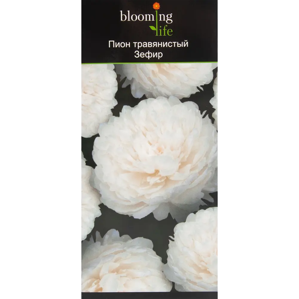 Пион травянистый Зефир в тубе 82539510 STLM-2100295 BLOOMING LIFE 