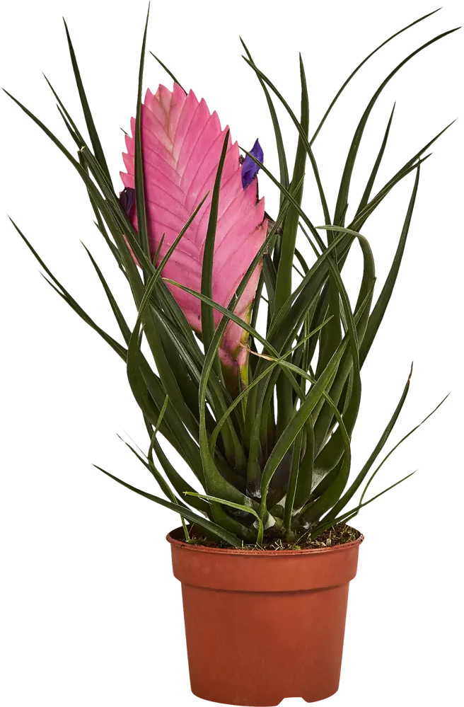 Тилландсия Анита Santreyd - изящное комнатное растение с сиреневыми цветами 87959879