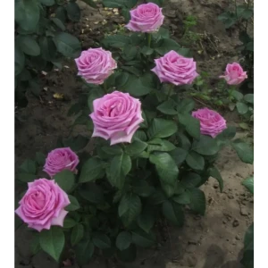 Роза чайно-гибридная Аква ø18 h40 см 89365238 STLM-2066354