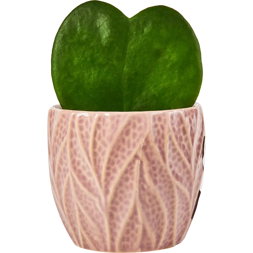 Santreyd Хойя Керри — живое сердце в вашем интерьере 89354349 STLM-0952610 - Вид №1