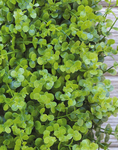 4889 883 a3 Пластиковый коврик из самшита, 35 x 35 см, зеленый H-andreas