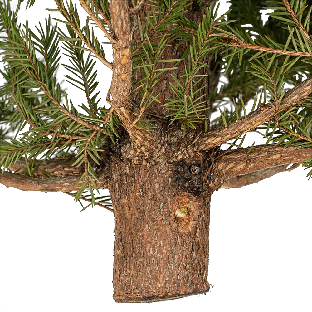 Ель натуральная новогодняя обыкновенная h150 - 200 см 89399203 STLM-2066506 Santreyd  - Вид №3