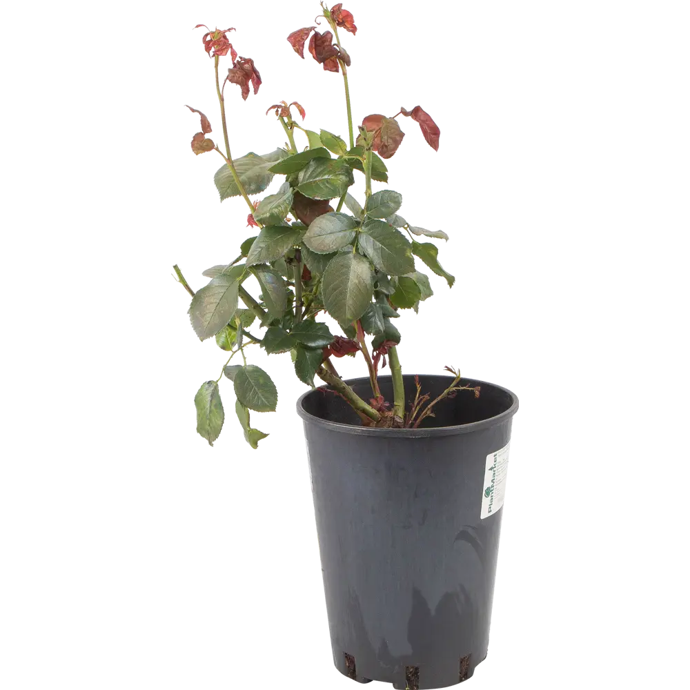 Роза чайно-гибридная «Керио» жёлтая 24x70 см 82625090 STLM-2170397 PLANTMARKET 