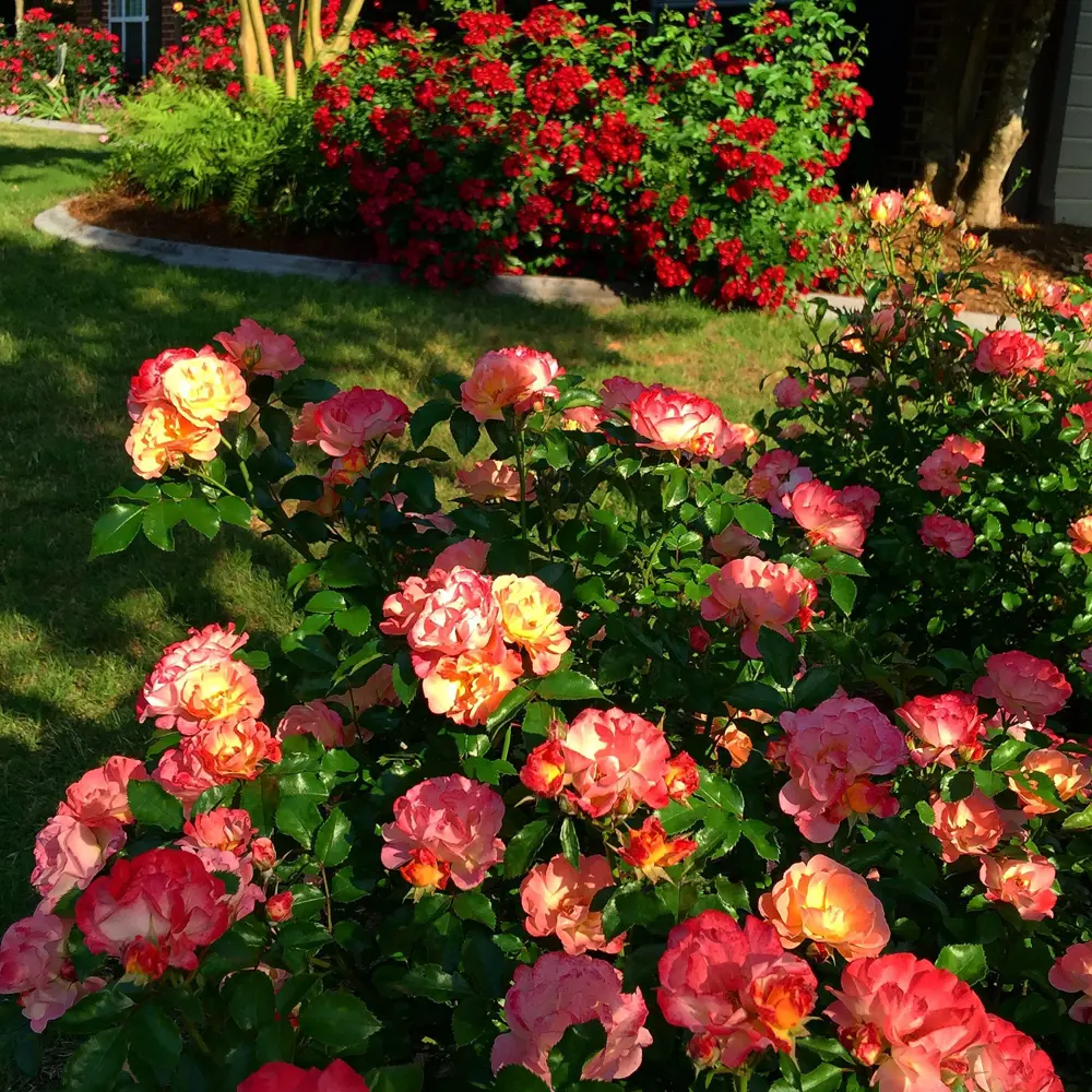 Роза ландшафтная Meilland ø25 h30 см Поиск Инвест 84429776 STLM-2028802 Santreyd 