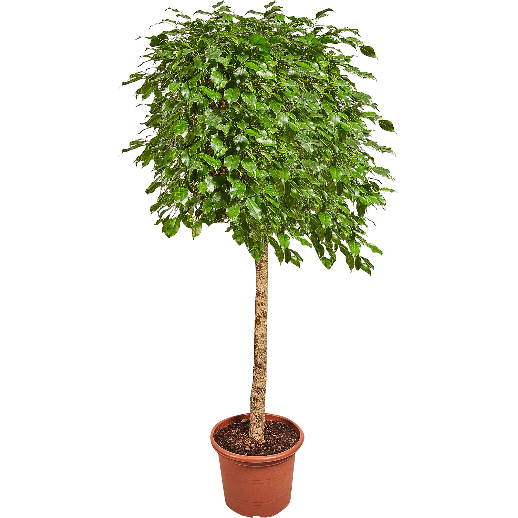 82849684 Фикус экзотика 40х180 см Santreyd 