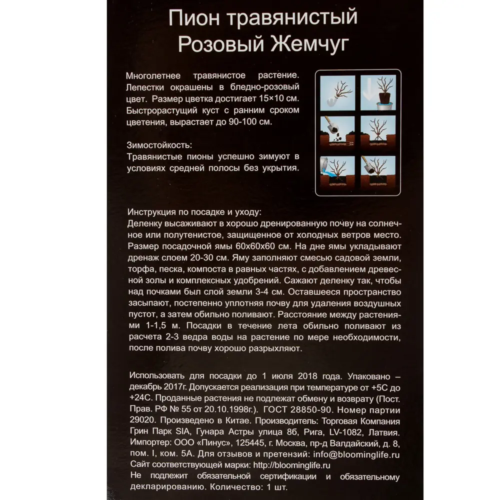 Пион травянистый «Розовый жемчуг» (в тубе) 81948488 STLM-2171021 Santreyd  - Вид №2