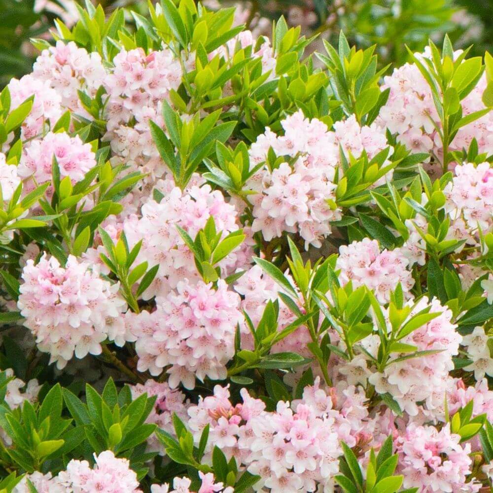 Рододендрон Блюмбукс Santreyd — вечнозеленый кустарник с розовыми цветами 87718479 STLM-0075253