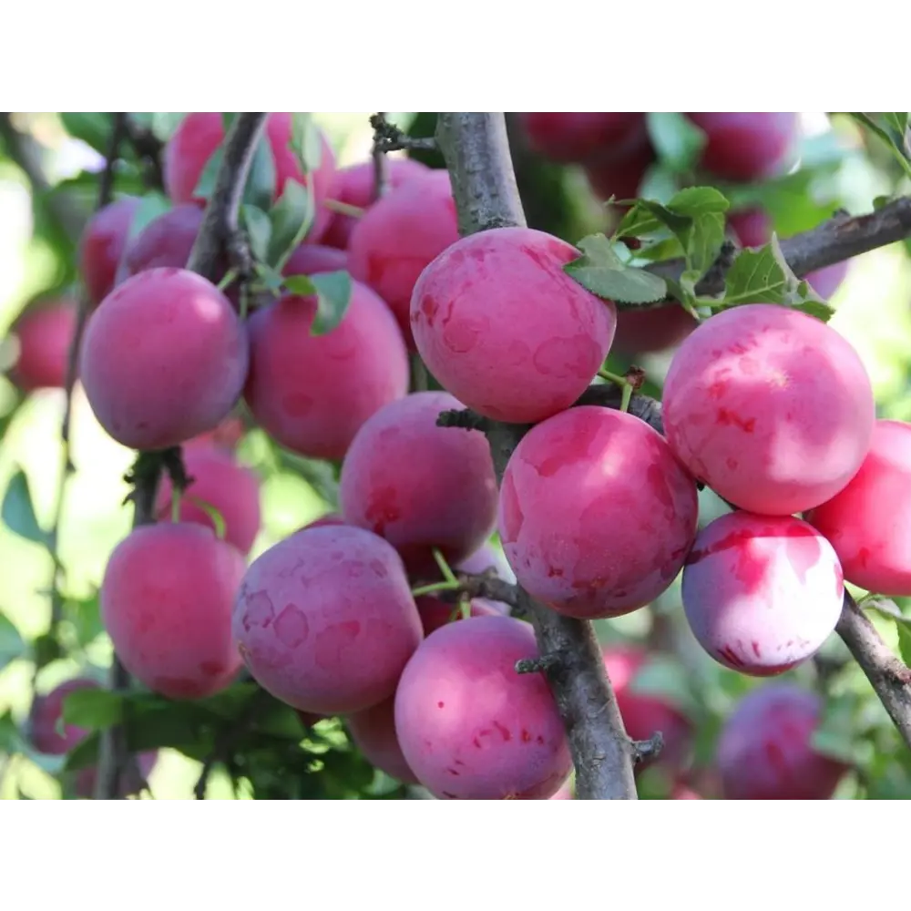 Слива Орловская мечта пакет 89465367 STLM-2050125 PLANTMARKET 