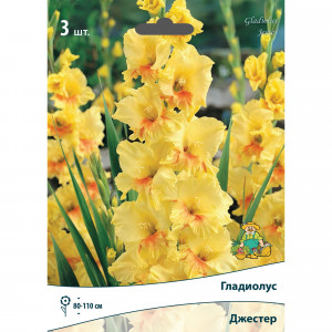 83596637 Гладиолус крупноцветковый Джестер луковица 10/12