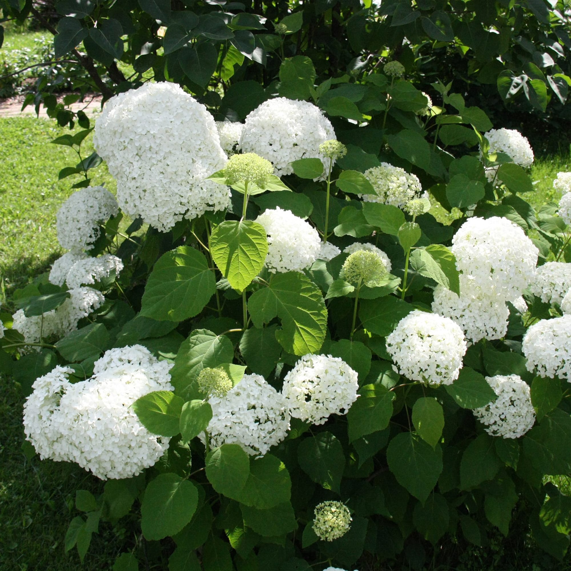 82237730 Гортензия древовидная «Анабель» С2 30 см Santreyd  - Вид №1