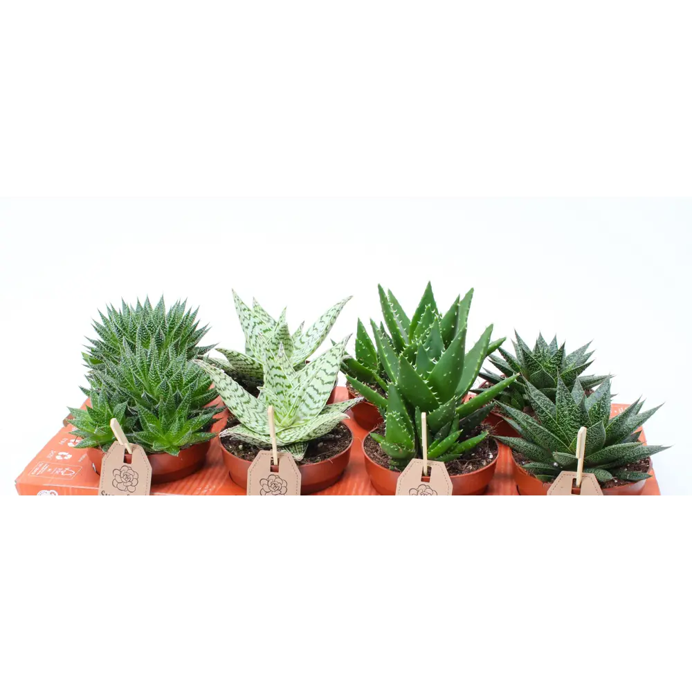 Santreyd Суккулент Рокс микс - живой декор для интерьера 87819731 STLM-0075901 - Вид №3