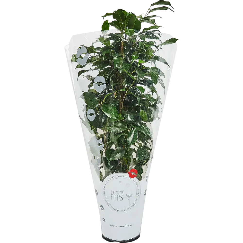 Фикус бенджамина Роялти Микс More Lips 17x70 см 82771274 STLM-2155241 MORELIPS  - Вид №3