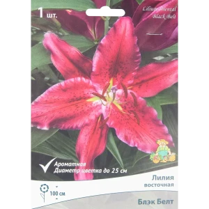 Лилия восточная Блэк Белт 85205782 STLM-2193984