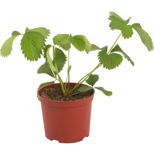 Земляника ремонтантная ø14 h20 см