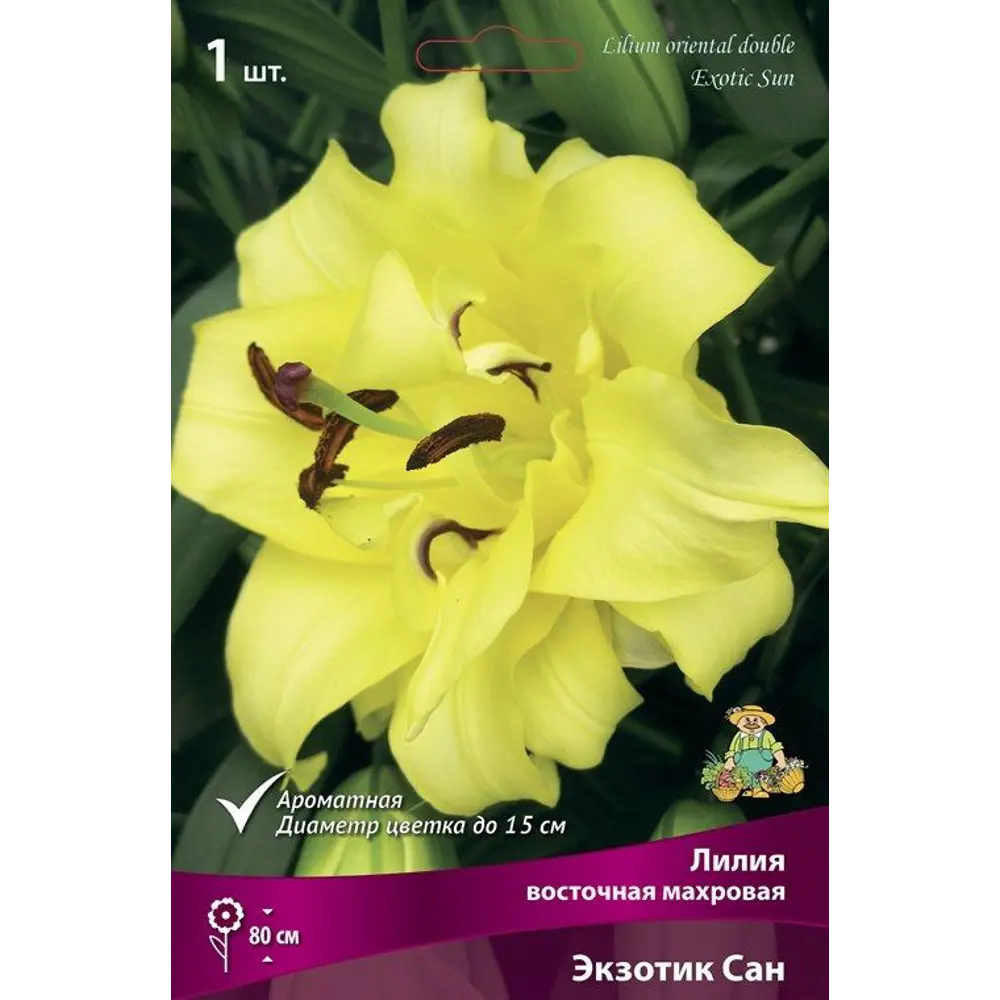 Лилия восточная махровая Экзотик Сан 89351843 STLM-2194770 ПОИСК 