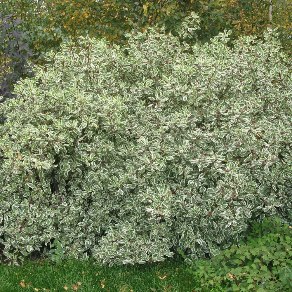 Дёрен белый «Элегантисима», С3/40-60 см 18468550 STLM-2033060 Santreyd 