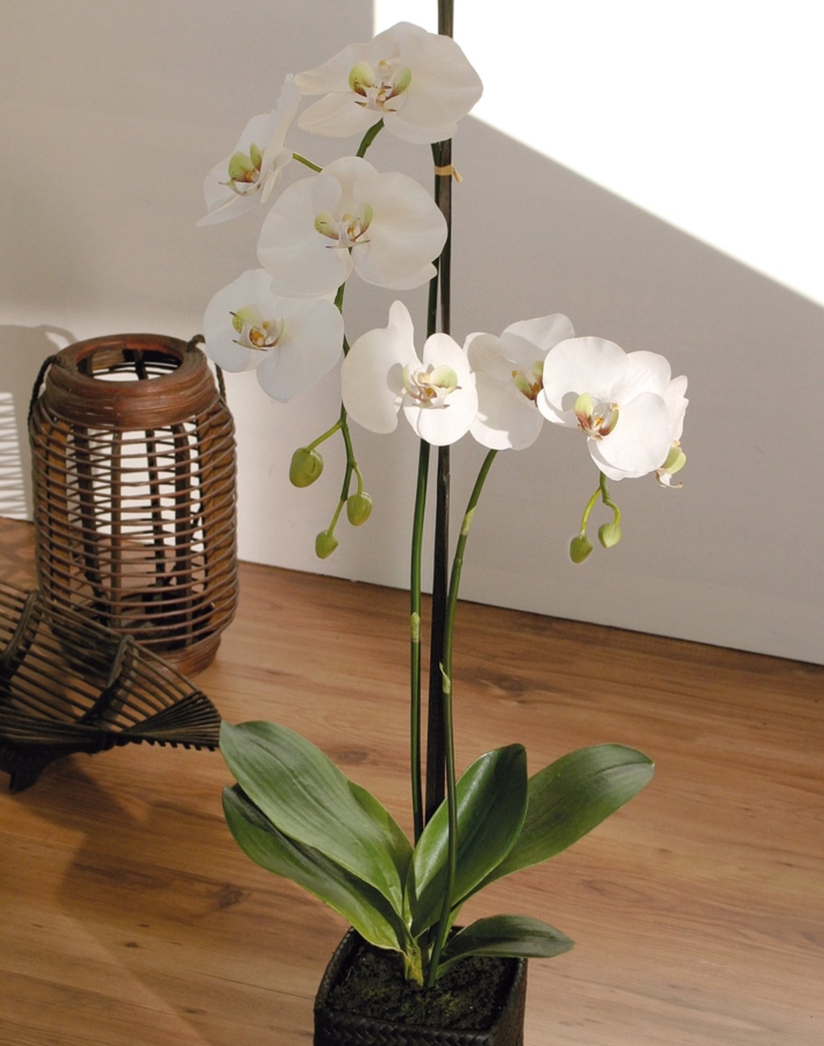 2506 778 a3 Пластиковая орхидея Phalaenopsis, 2-х кратная, горшечная, 80 см, real touch, бежево-белая H-andreas  - Вид №2