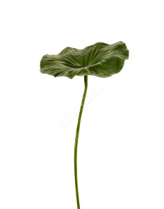 30.11170023GR Лист Лотоса Цветочная коллекция