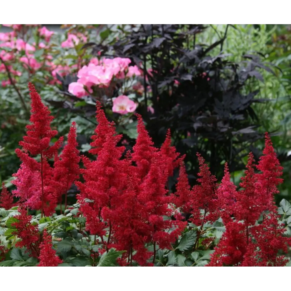 Santreyd Астильба Арендса Фанал - яркий многолетник для тенистого сада 85324893 STLM-1477282