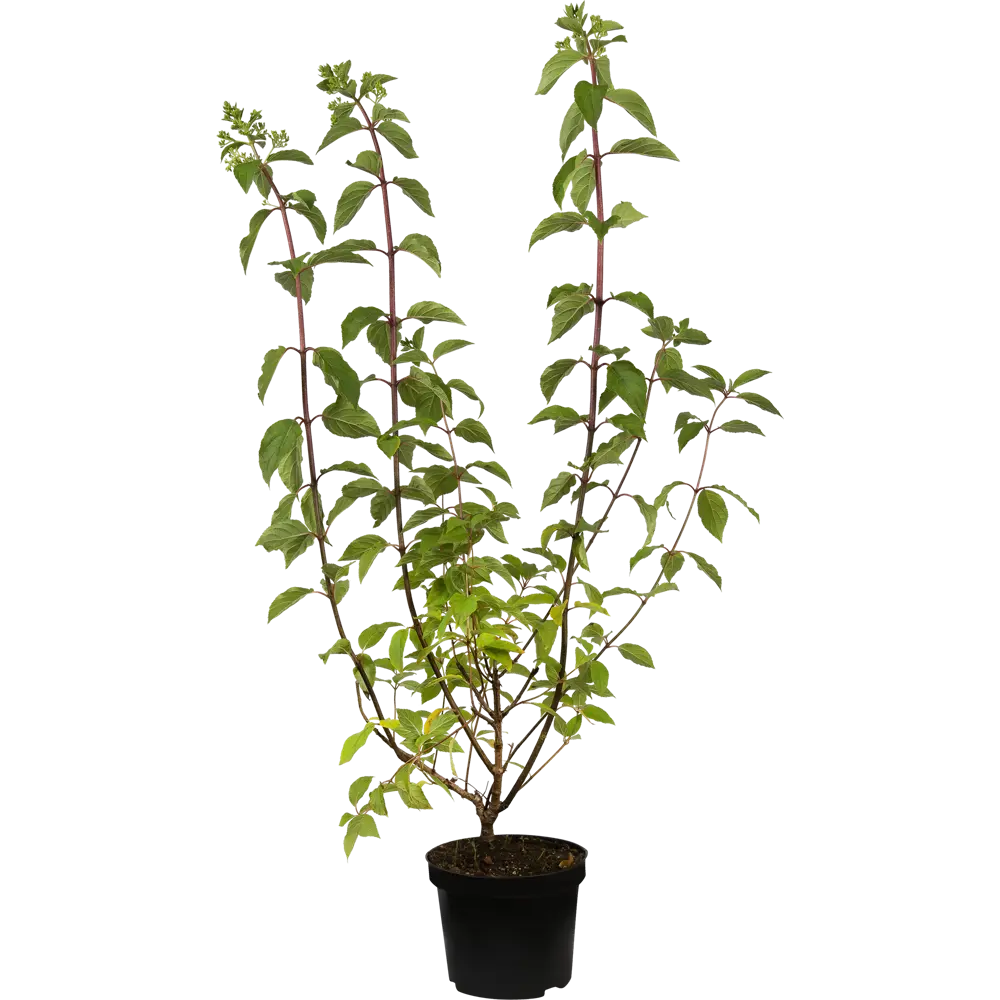 Гортензия метельчатая «Полар Биар» C3 82356728 STLM-2079224 PLANTMARKET 
