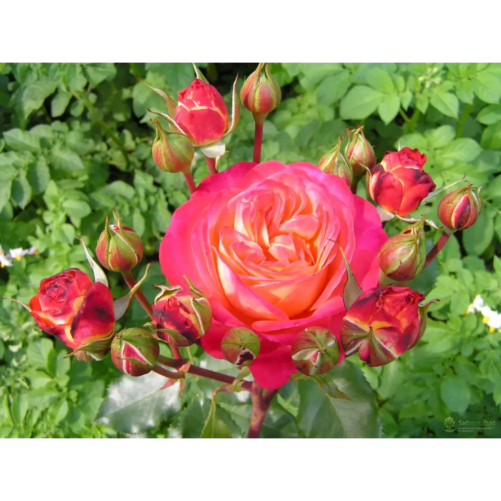 Роза флорибунда Мид Саммер ø15 h30 см 85589133 STLM-2026021 Santreyd 