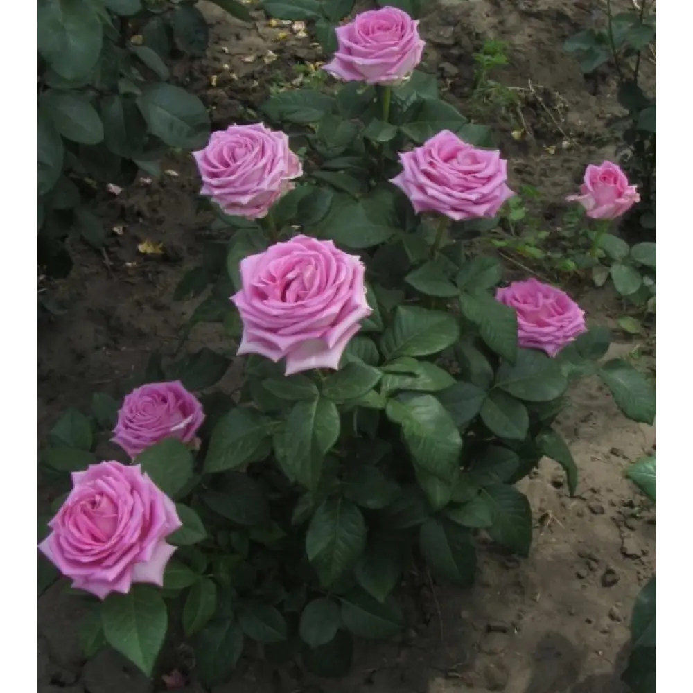 Роза чайно-гибридная Аква ø18 h40 см 89365238 STLM-2066354 PLANTMARKET 