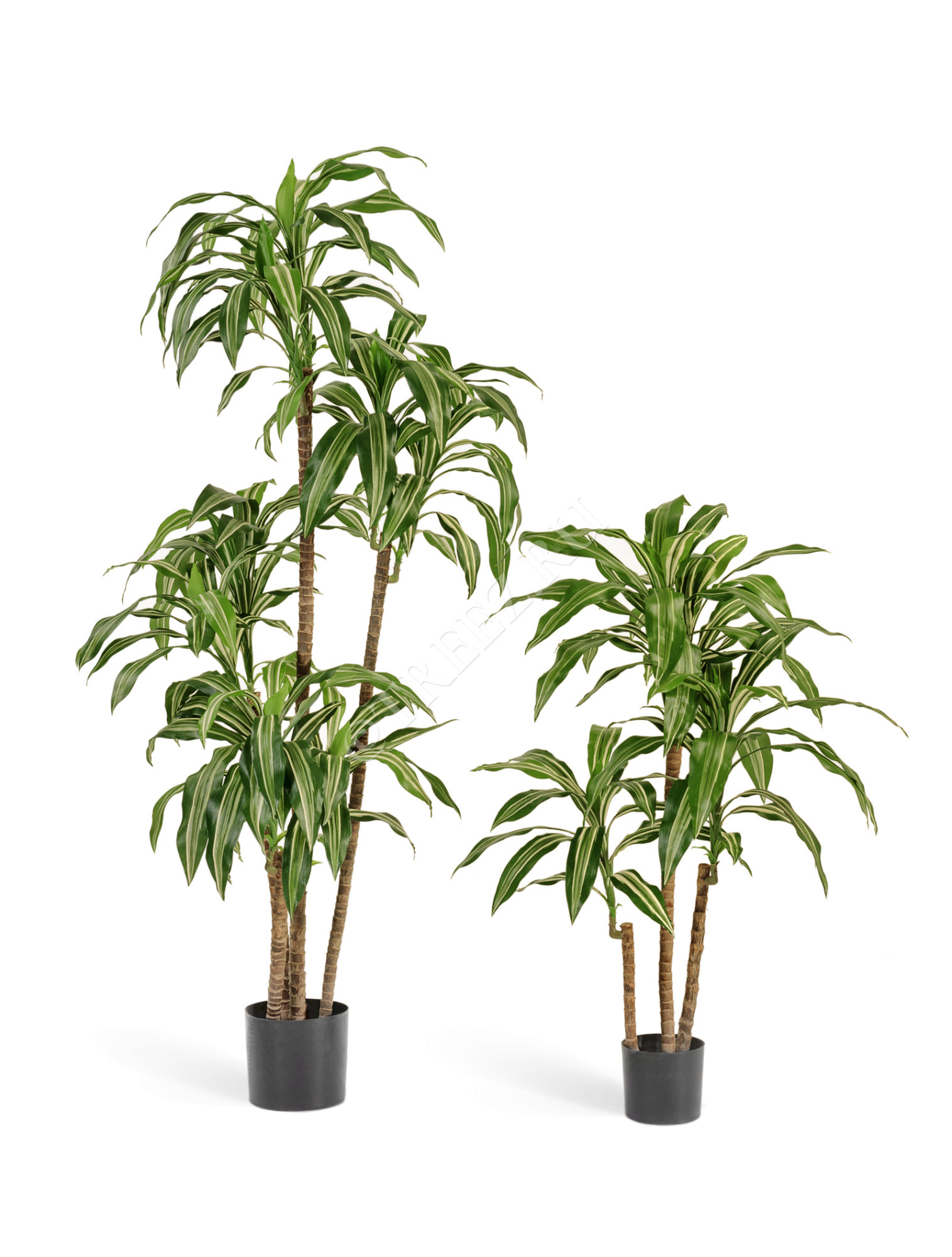 10.58202NW Драцена Джанет Крейг бело-зелёная Цветочная коллекция 