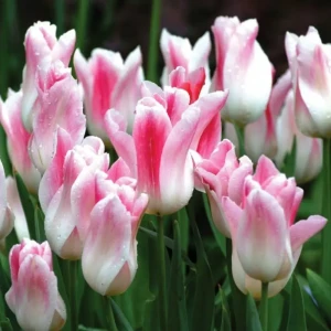 Луковицы тюльпана лилиецветного Холланд Шик 2 шт. 89433488