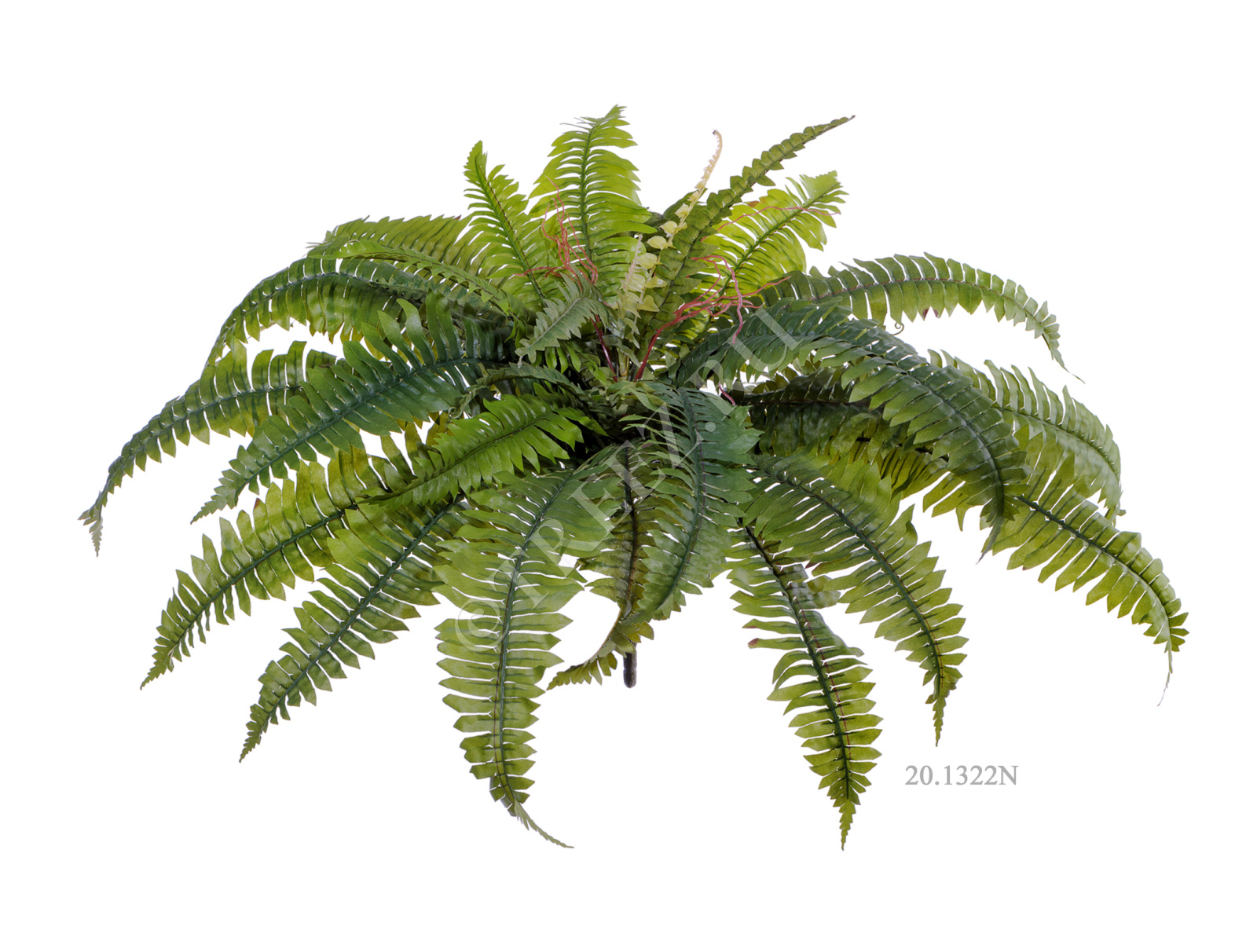 20.1322N Папоротник Бостон Цветочная коллекция  - Вид №3
