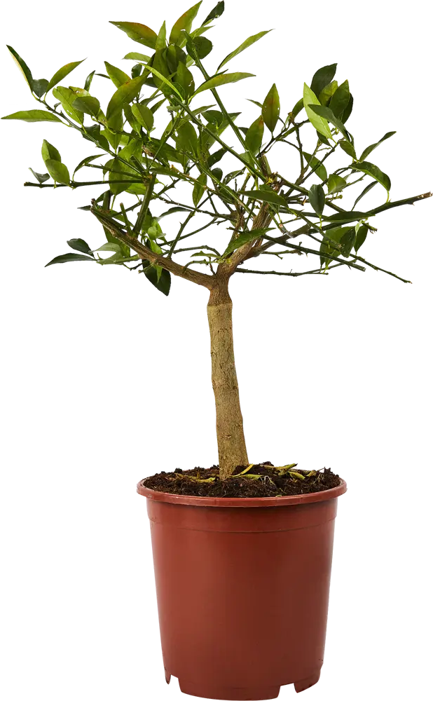 Santreyd Цитрус микс - комнатное цитрусовое дерево с плодами 86720719