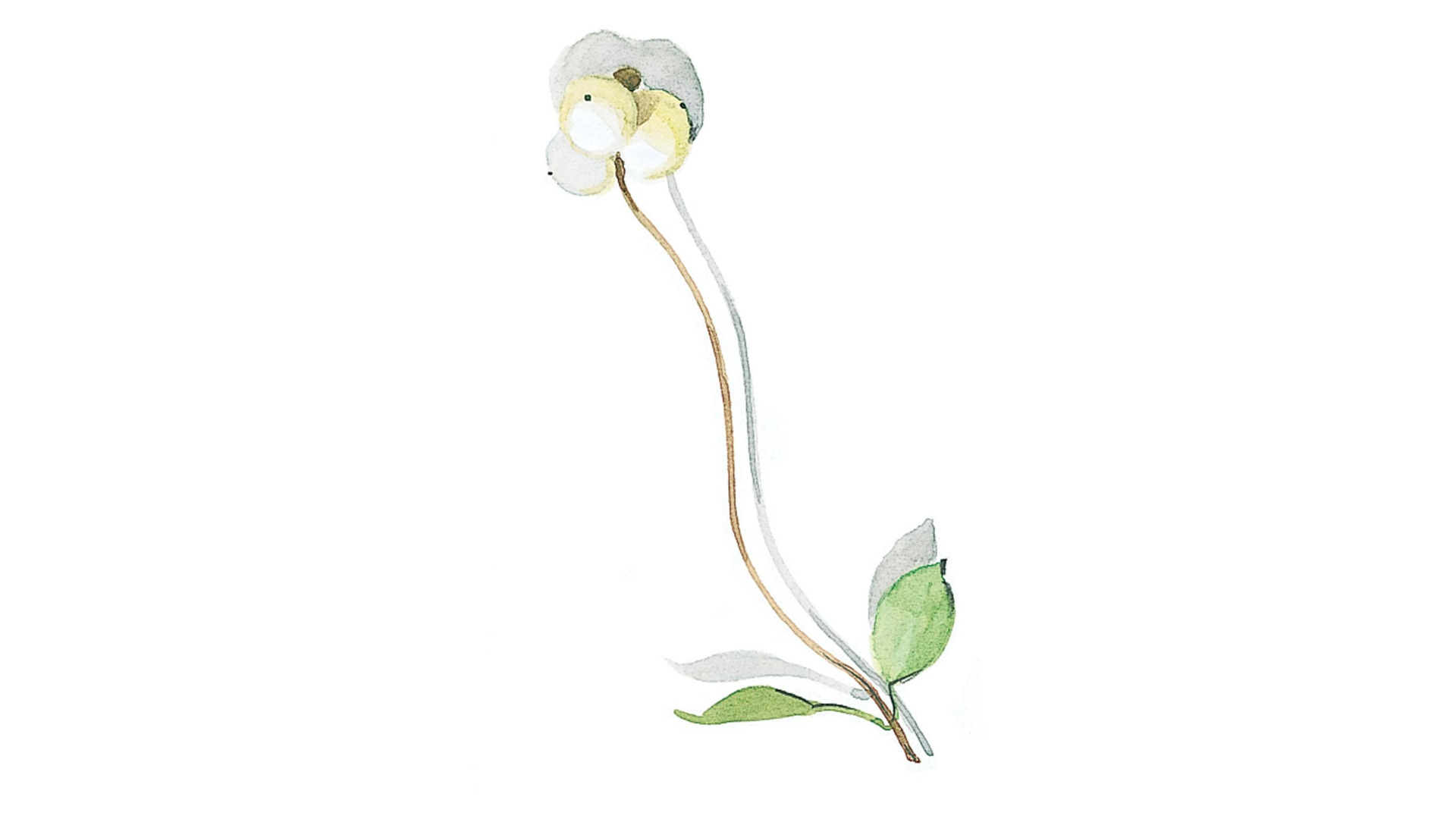 10592991 KPM Сервиз столовый 6/38 "Берлин-46" Фарфор  - Вид №9