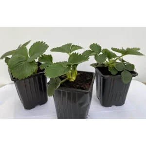 Santreyd Земляника Роксана - крупноплодная рассада для богатого урожая 89366453