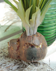 2780 330 a3 Искусственный нарцисс с луковицей, 3-х кратный, 45 см, желтый H-andreas