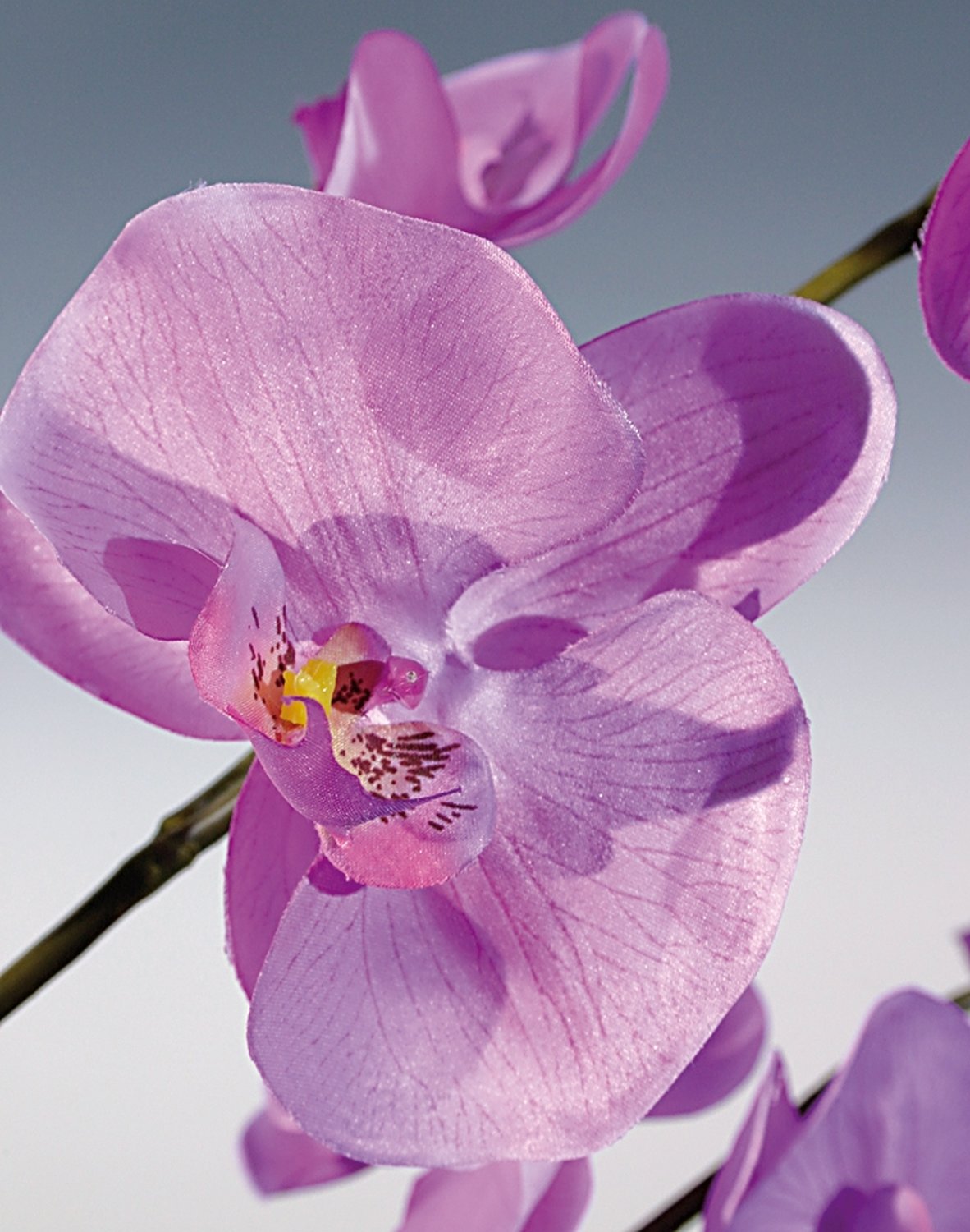 2818 253 a3 Искусственная орхидея Phalaenopsis (2 метелки), 150 см, орхидея H-andreas  - Вид №1