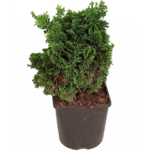 Кипарисовик туполистный Нана Грацилис ø13 h15 см