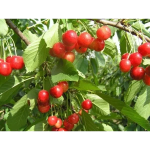 Черешня Фатеж ø20 h140 см 85608213 STLM-2189080