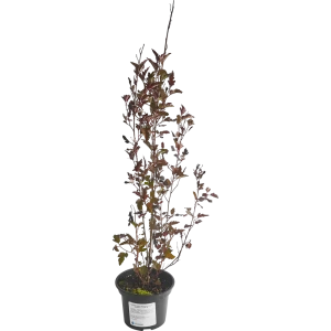 Пузыреплодник Red Baron от Santreyd - декоративный кустарник с красной листвой 85292565