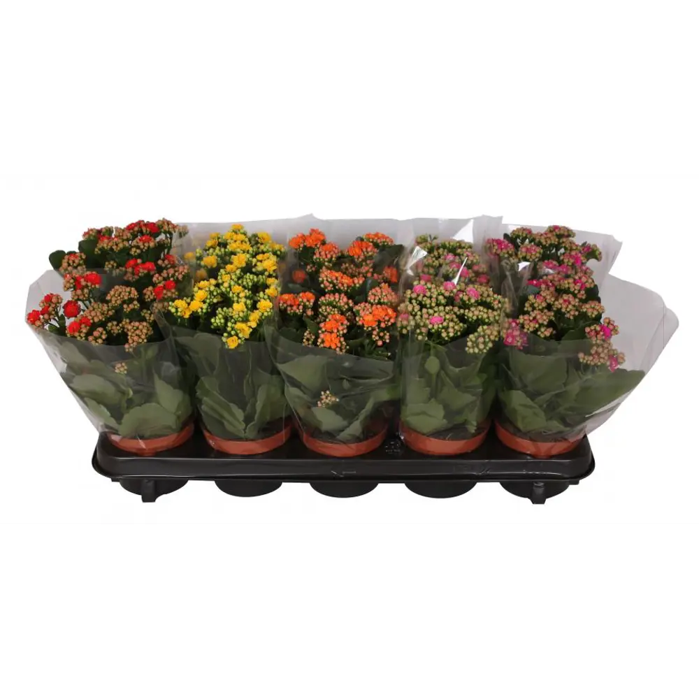 Каланхое Гуди микс - комнатное декоративно-лиственное растение ø10.5 см 89435593 Santreyd STLM-1583427