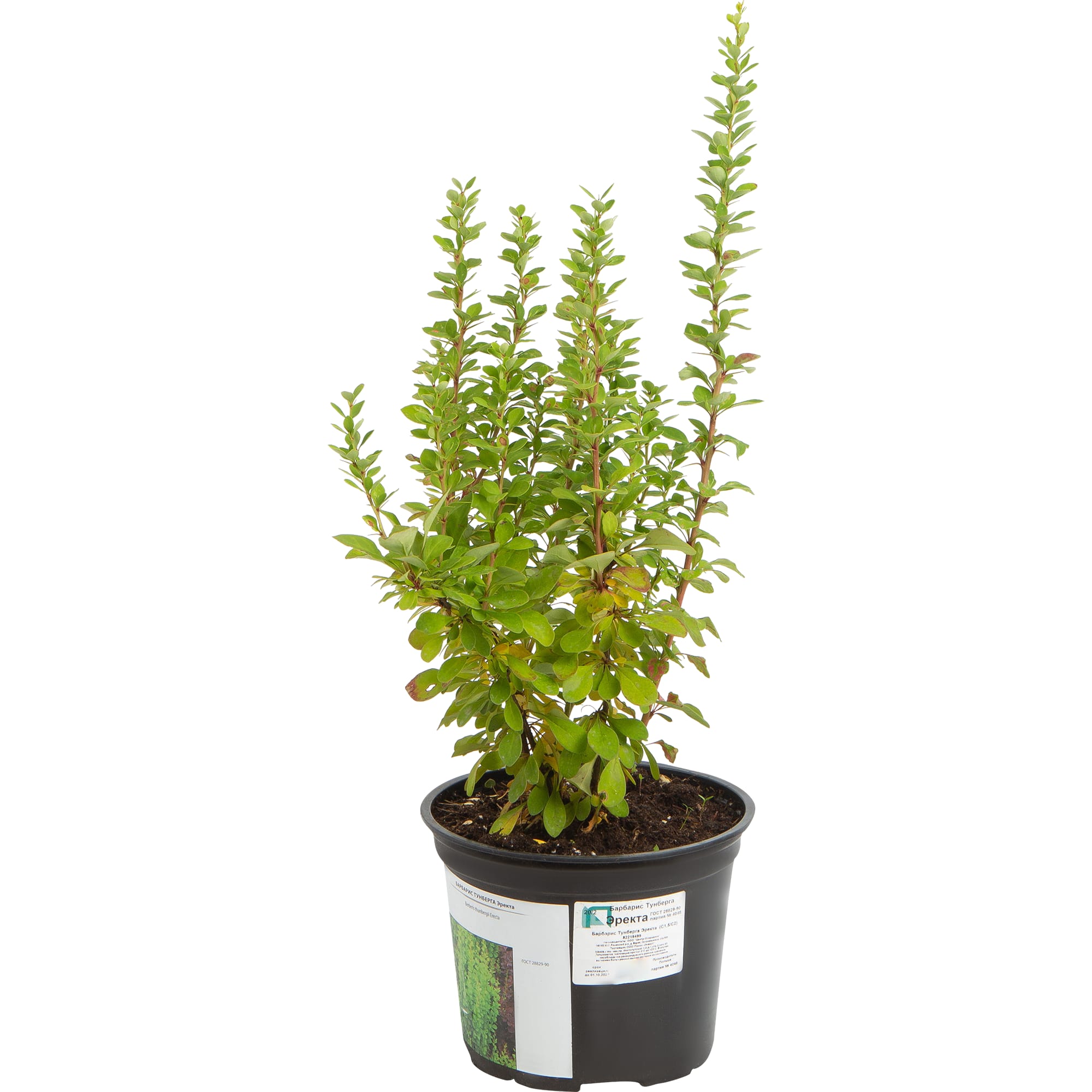 82219499 Барбарис Тунберга «Тунберга Эректа» 1.5 л h15 см Santreyd 