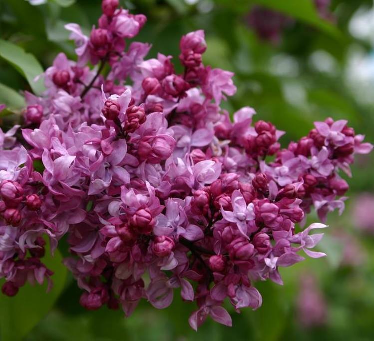 Сирень Олимпиада Колесникова - саженец цветущего растения 87811842 Santreyd STLM-0075763