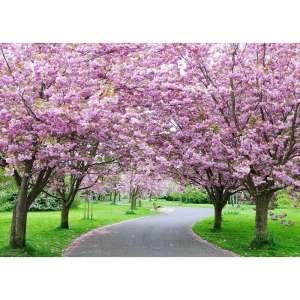 Фотообои бумажные «Вишневая аллея» 254х184 см