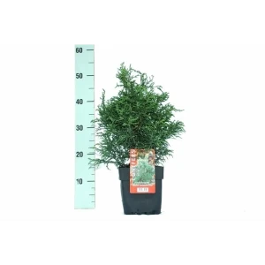 Кипарисовик тупой Ликоподиоид ø17 h40 см 85573391 STLM-2123992