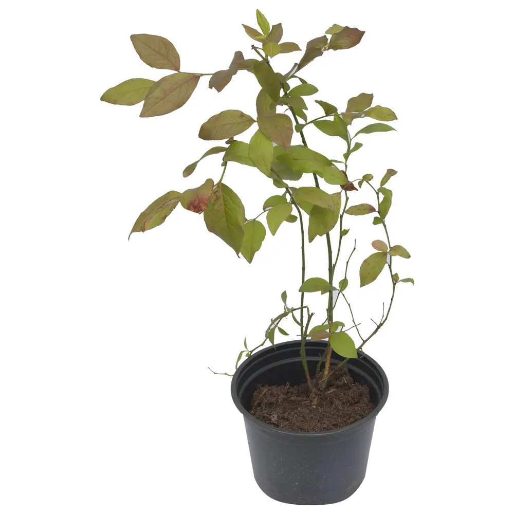 Саженец голубики высокорослой Santreyd Блю Голд 18016078 STLM-1531527