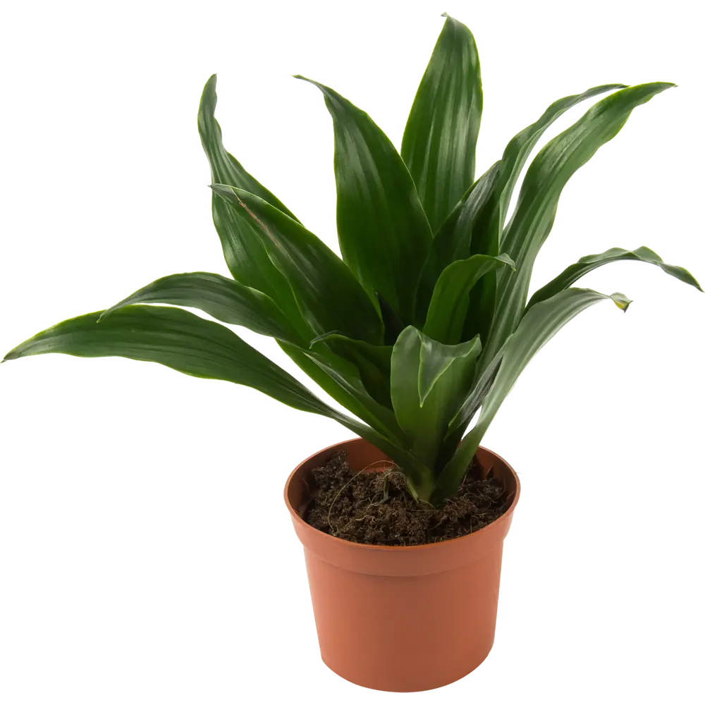 Santreyd Драцена Сюрпрайз — миниатюрное вечнозеленое дерево 82578926 STLM-0030483