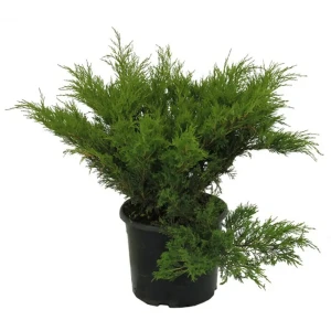 Можжевельник казацкий Мас ø15 h35 см